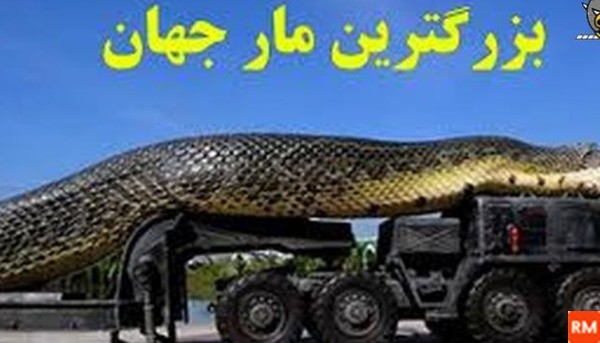 فیلم عکس بزرگترین مار جهان