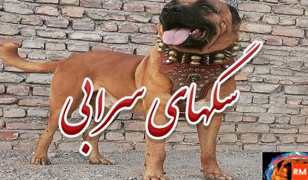 عکس فیلم سگ سراب