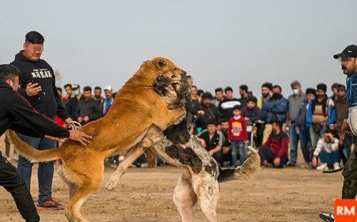 عکس فیلم سگ جنگی